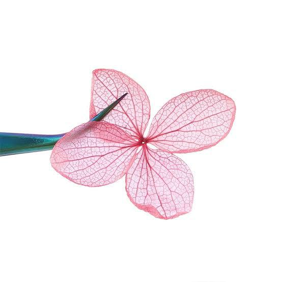 New design 5D dried nail flower in 12 colors (Grid)